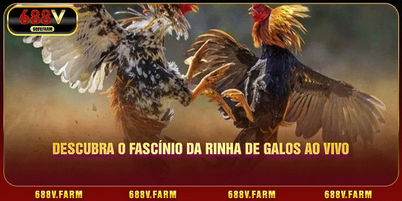 Descubra o fascínio da rinha de galos ao vivo