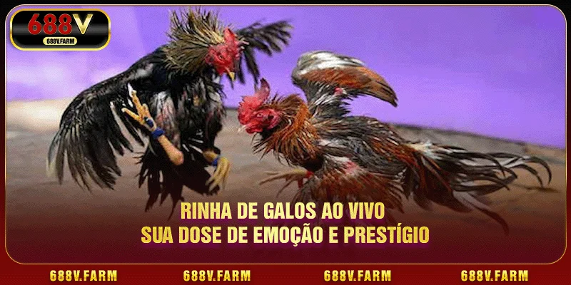 Rinha De Galos Ao Vivo Sua Dose De Emoção E Prestígio