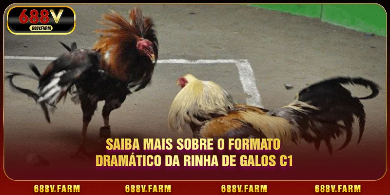Saiba mais sobre o formato dramático da rinha de galos C1